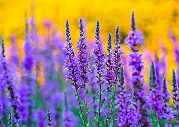 网易《阴阳师：百闻牌》上架Steam 免费开玩