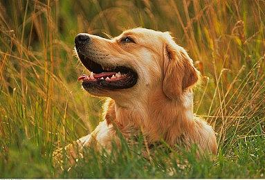 光荣《赛马大亨10》PS版预购开启 3月30日多平台发售